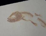Leptolepides haertesi ARRATIA 1997 - Bild &copy; FossNet FossilienStore
